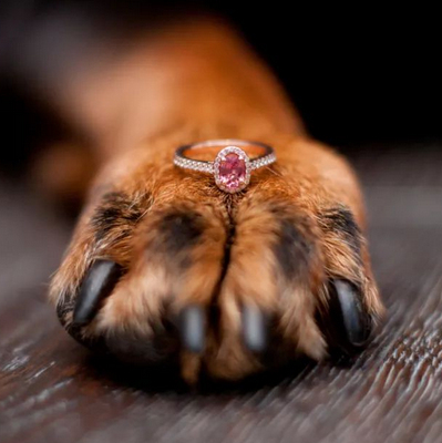 Diamantes de cinzas de animais de estimação estão se tornando populares